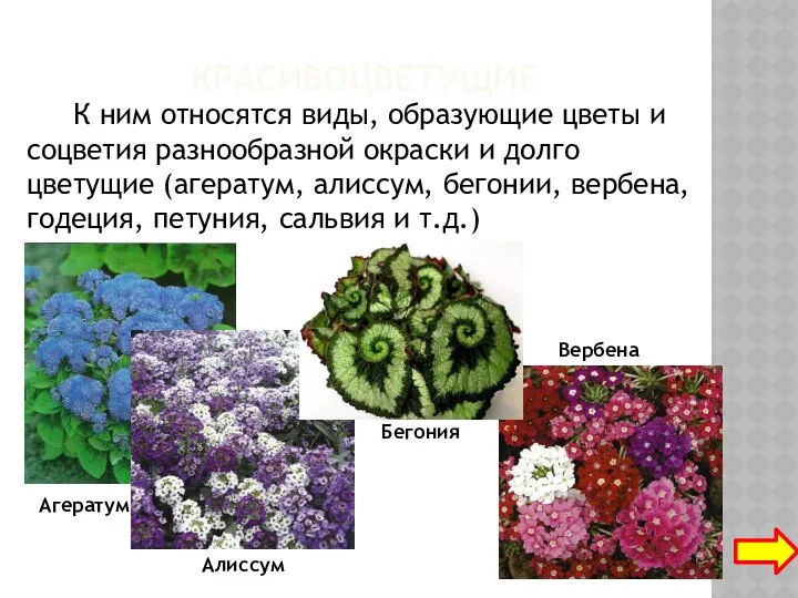 КРАСИВОЦВЕТУЩИЕ К ним относятся виды, образующие цветы и соцветия разнообразной окраски