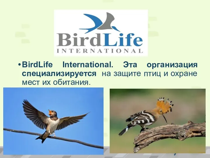 BirdLife International. Эта организация специализируется на защите птиц и охране мест их обитания.