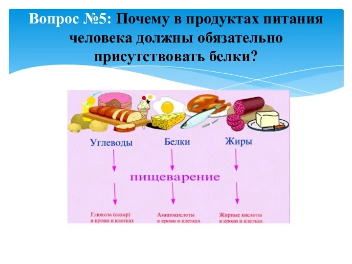 Вопрос №5: Почему в продуктах питания человека должны обязательно присутствовать белки?