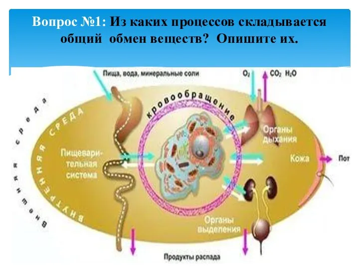 Вопрос №1: Из каких процессов складывается общий обмен веществ? Опишите их.