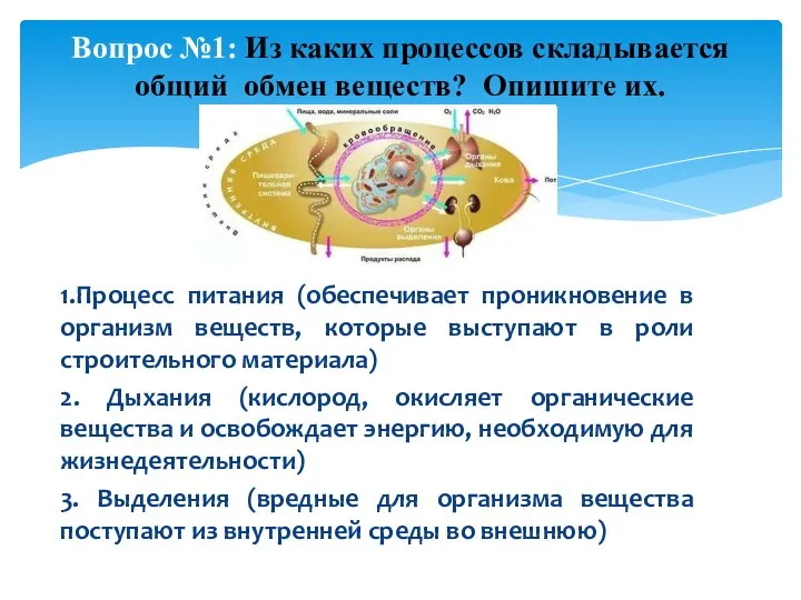 1.Процесс питания (обеспечивает проникновение в организм веществ, которые выступают в роли