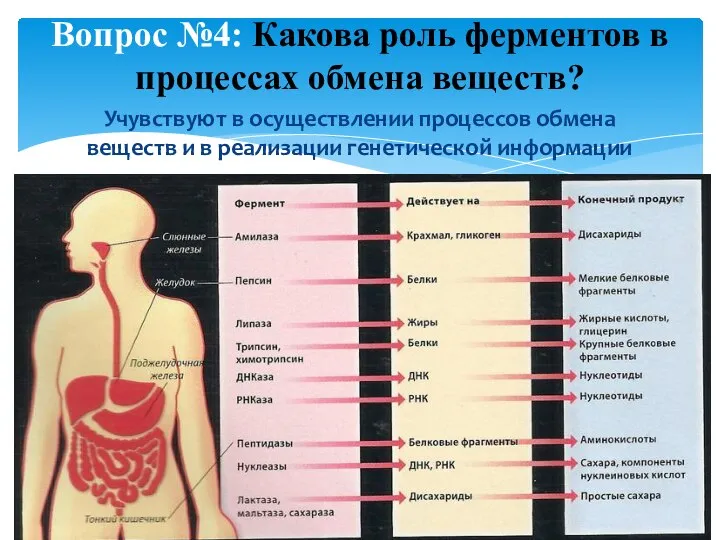 Учувствуют в осуществлении процессов обмена веществ и в реализации генетической информации