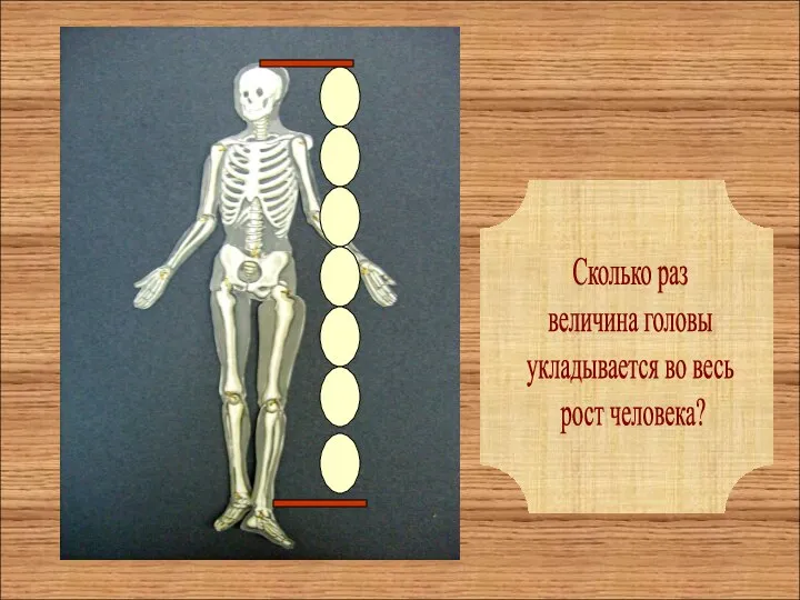 Сколько раз величина головы укладывается во весь рост человека?
