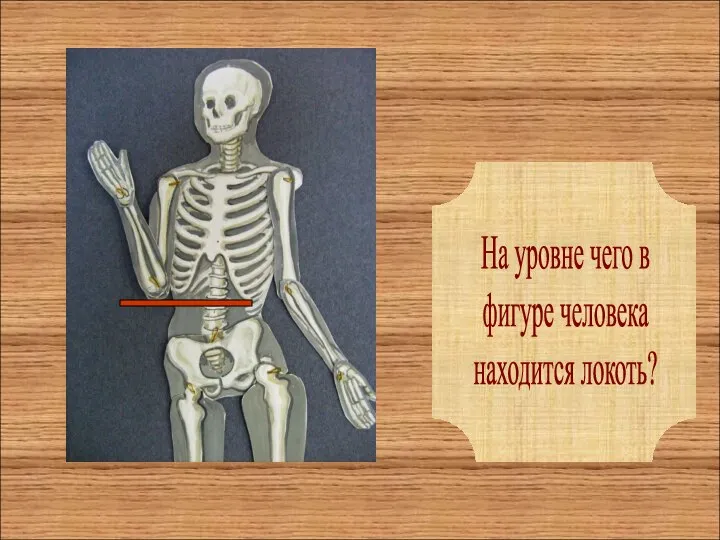 На уровне чего в фигуре человека находится локоть?