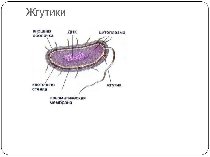 Жгутики