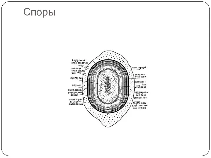 Споры