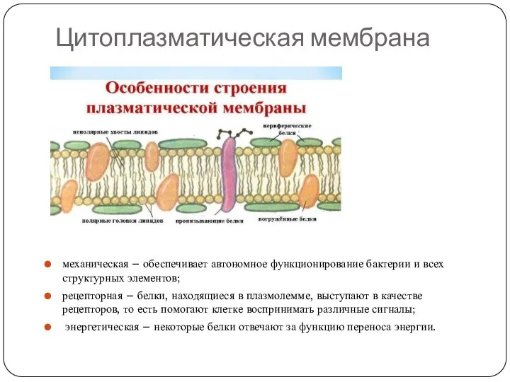 Цитоплазматическая мембрана механическая – обеспечивает автономное функционирование бактерии и всех структурных