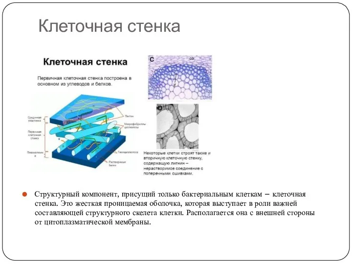 Клеточная стенка Структурный компонент, присущий только бактериальным клеткам – клеточная стенка.