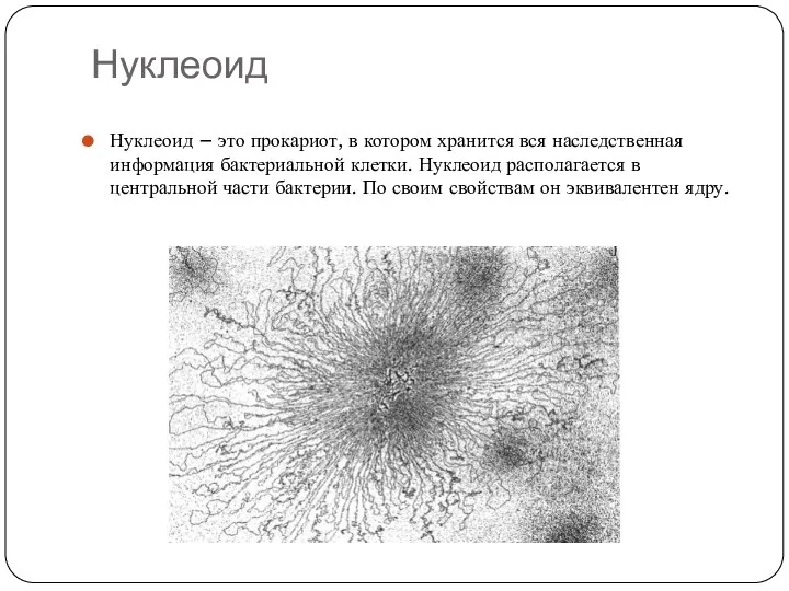 Нуклеоид Нуклеоид – это прокариот, в котором хранится вся наследственная информация