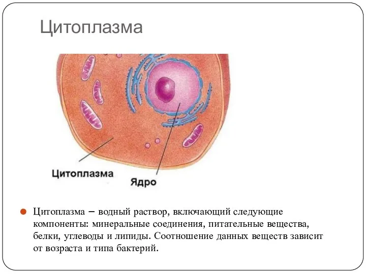 Цитоплазма Цитоплазма – водный раствор, включающий следующие компоненты: минеральные соединения, питательные