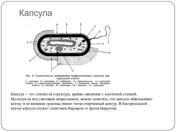 Капсула Капсула – это слизистая структура, крепко связанная с клеточной стенкой.