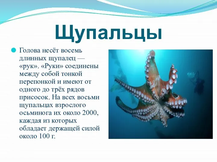 Щупальцы Голова несёт восемь длинных щупалец — «рук». «Руки» соединены между