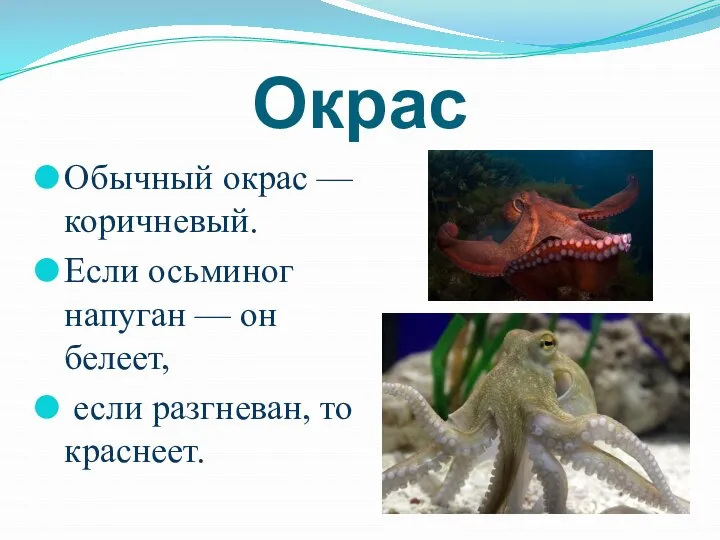 Окрас Обычный окрас — коричневый. Если осьминог напуган — он белеет, если разгневан, то краснеет.