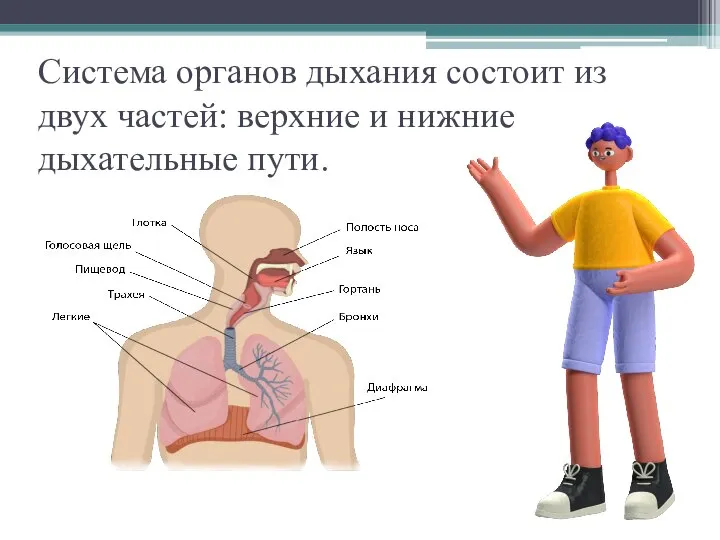 Система органов дыхания состоит из двух частей: верхние и нижние дыхательные пути.