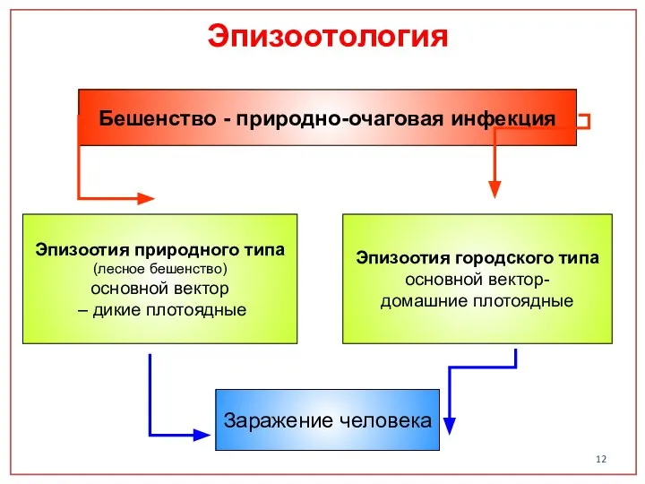 Бешенство - природно-очаговая инфекция Эпизоотия природного типа (лесное бешенство) основной вектор