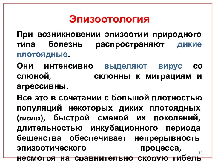 При возникновении эпизоотии природного типа болезнь распространяют дикие плотоядные. Они интенсивно