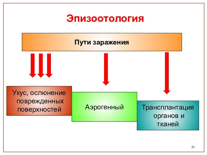 Пути заражения Укус, ослюнение поврежденных поверхностей Аэрогенный Трансплантация органов и тканей Эпизоотология