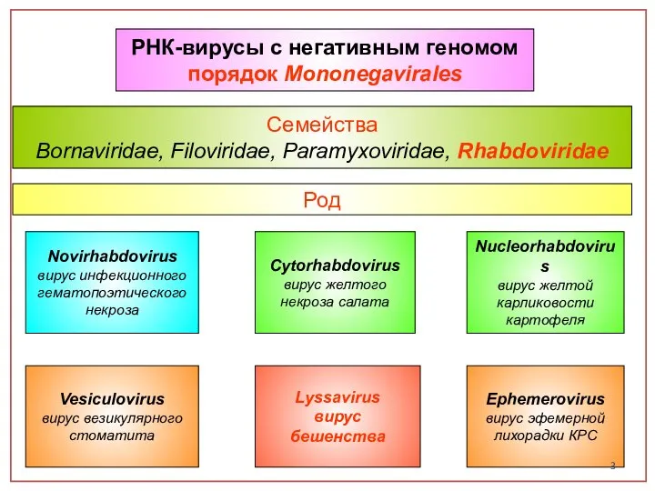 РНК-вирусы с негативным геномом порядок Mononegavirales Семейства Bornaviridae, Filoviridae, Paramyxoviridae, Rhabdoviridae