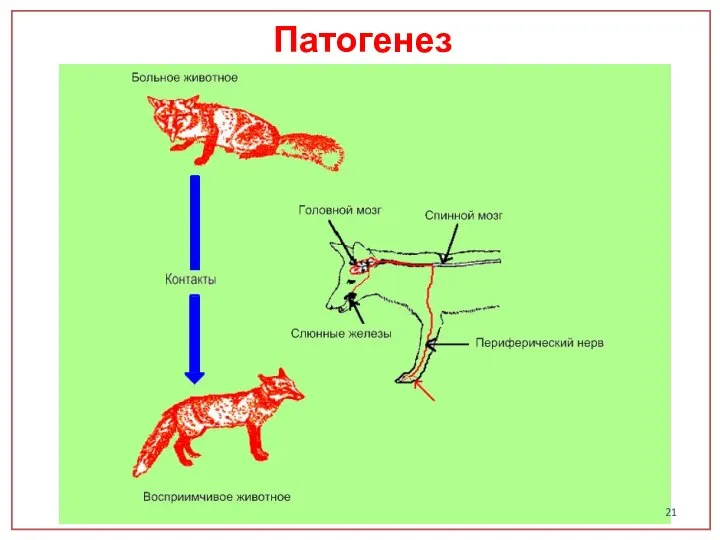 Патогенез