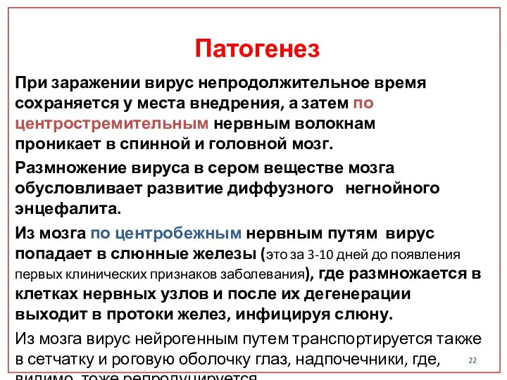 При заражении вирус непродолжительное время сохраняется у места внедрения, а затем