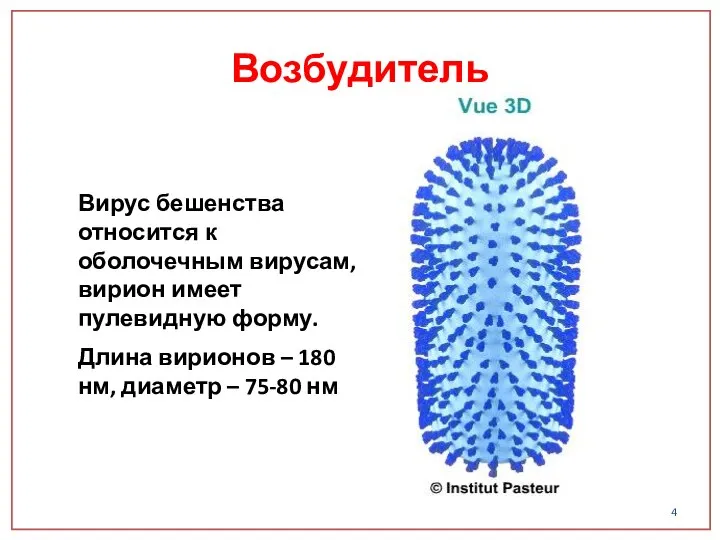 Возбудитель Вирус бешенства относится к оболочечным вирусам, вирион имеет пулевидную форму.