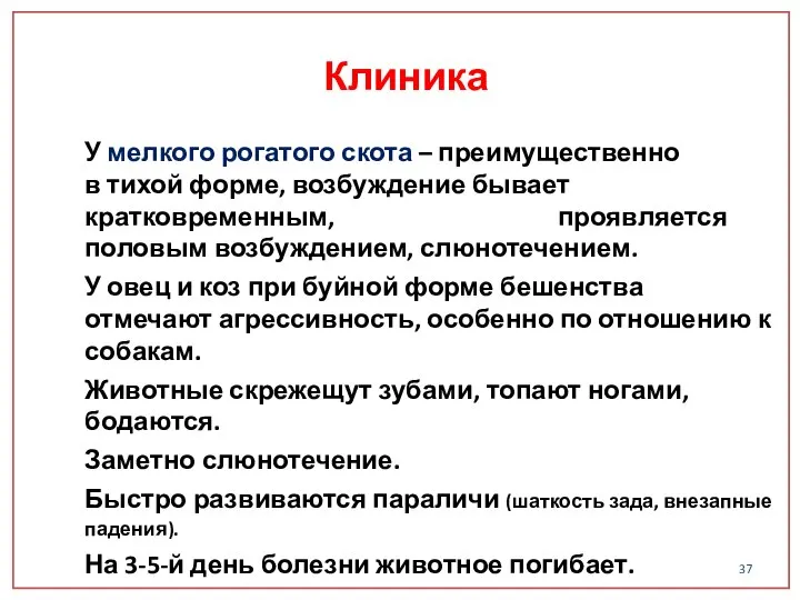 У мелкого рогатого скота – преимущественно в тихой форме, возбуждение бывает