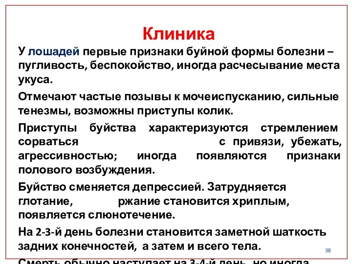 У лошадей первые признаки буйной формы болезни – пугливость, беспокойство, иногда