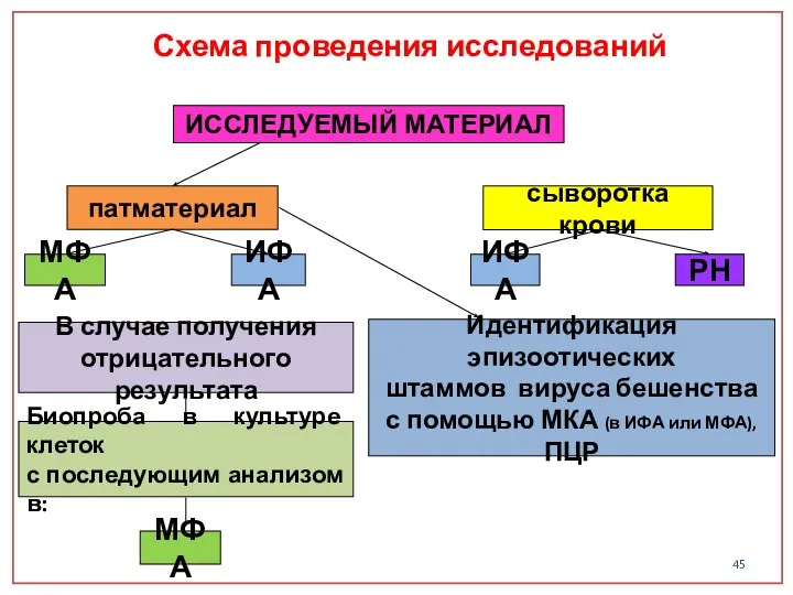 Схема проведения исследований ИССЛЕДУЕМЫЙ МАТЕРИАЛ патматериал сыворотка крови МФА ИФА В