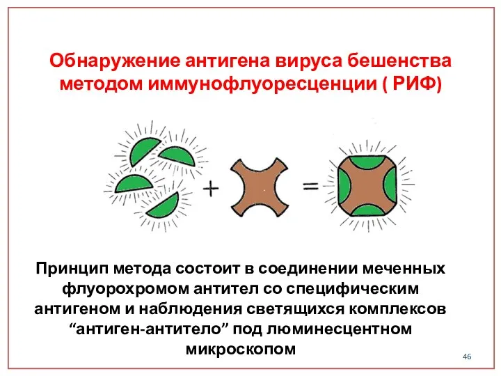 Обнаружение антигена вируса бешенства методом иммунофлуоресценции ( РИФ) Принцип метода состоит