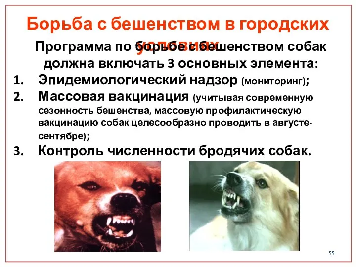 Борьба с бешенством в городских условиях Программа по борьбе с бешенством