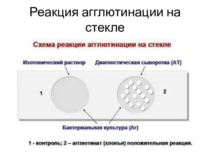 Реакция агглютинации на стекле