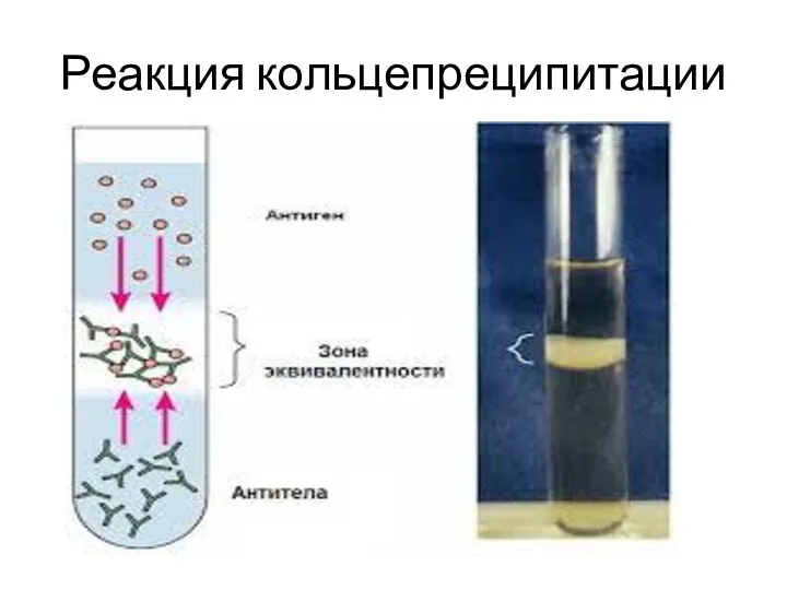 Реакция кольцепреципитации