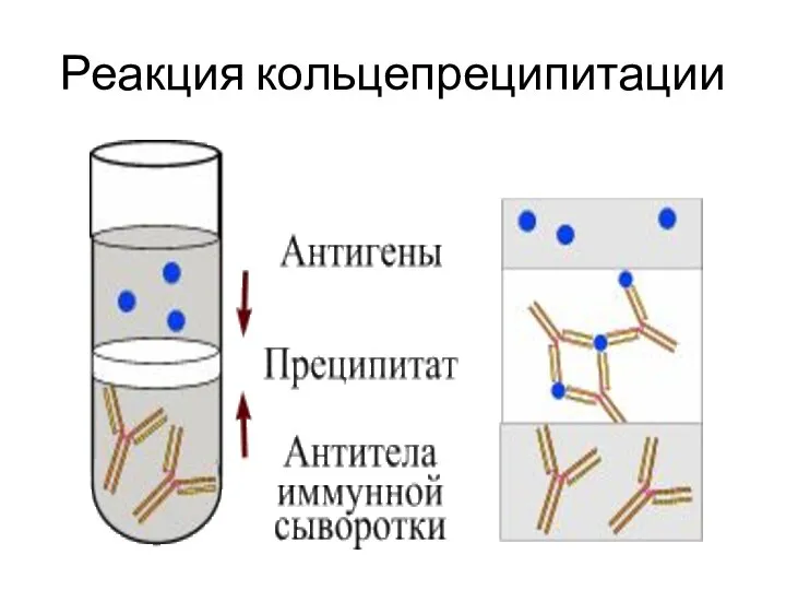 Реакция кольцепреципитации