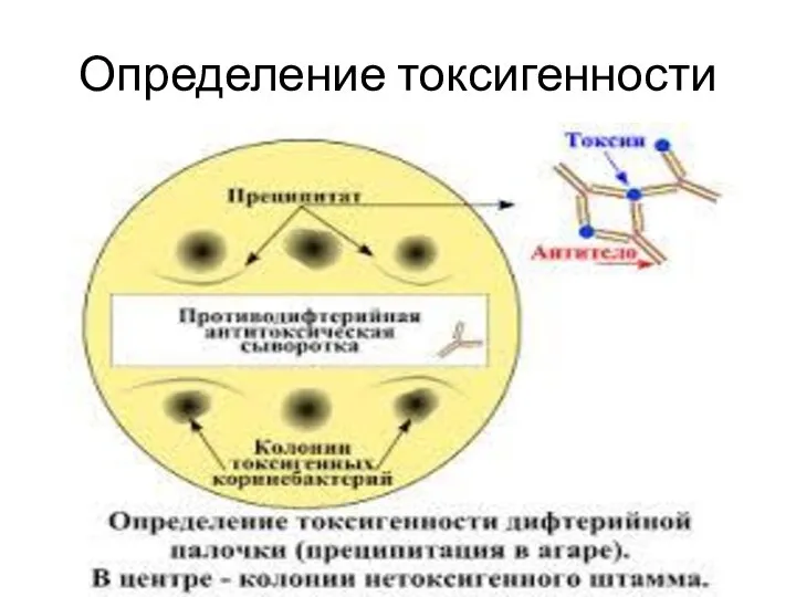 Определение токсигенности