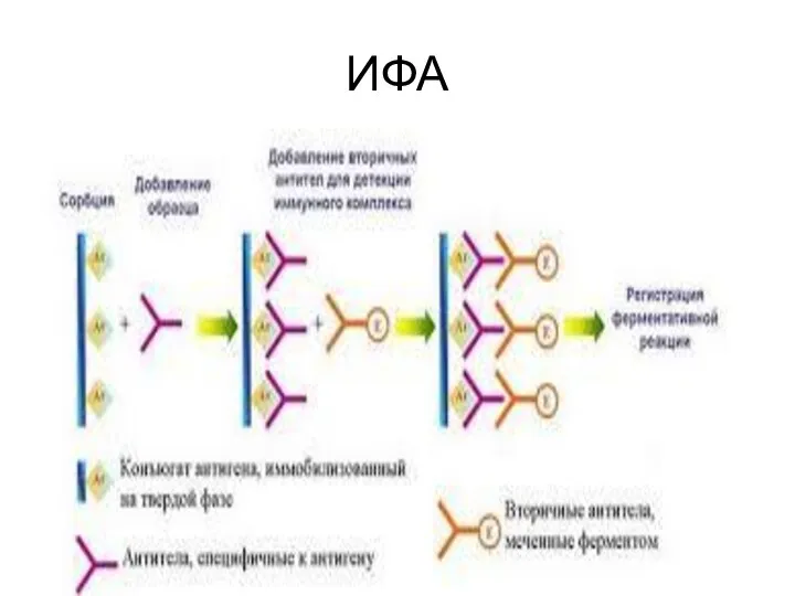 ИФА