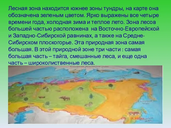 Лесная зона находится южнее зоны тундры, на карте она обозначена зеленым