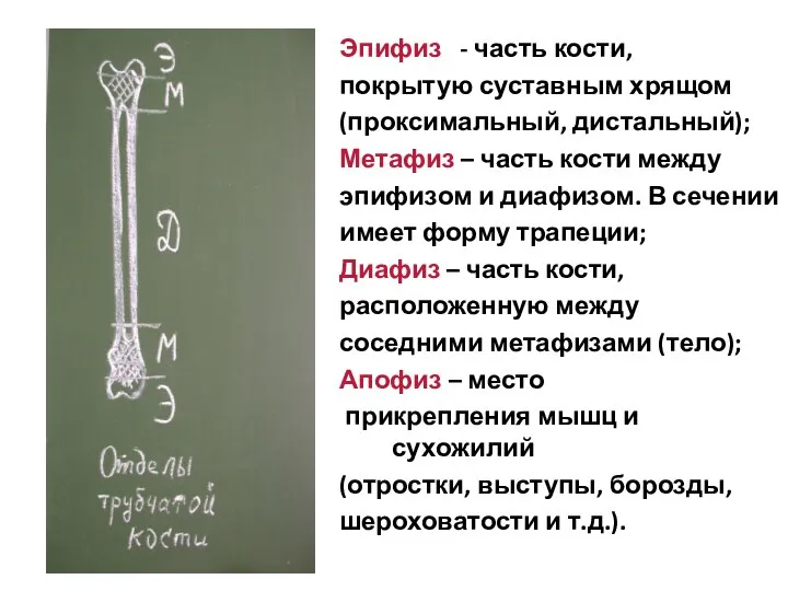 Эпифиз - часть кости, покрытую суставным хрящом (проксимальный, дистальный); Метафиз –