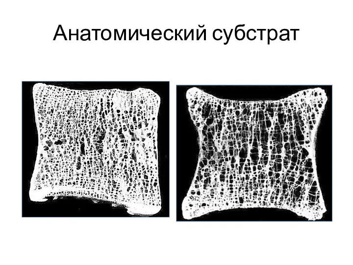 Анатомический субстрат