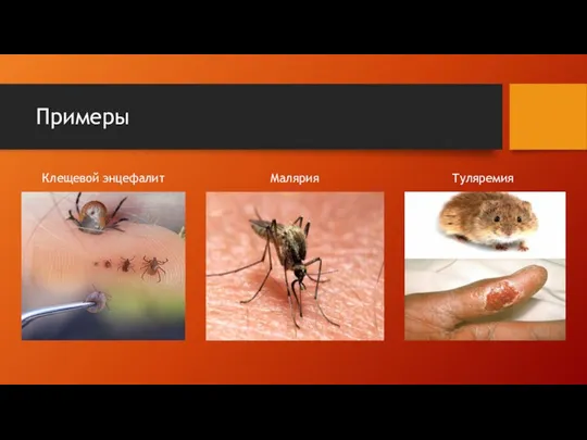 Примеры Клещевой энцефалит Малярия Туляремия