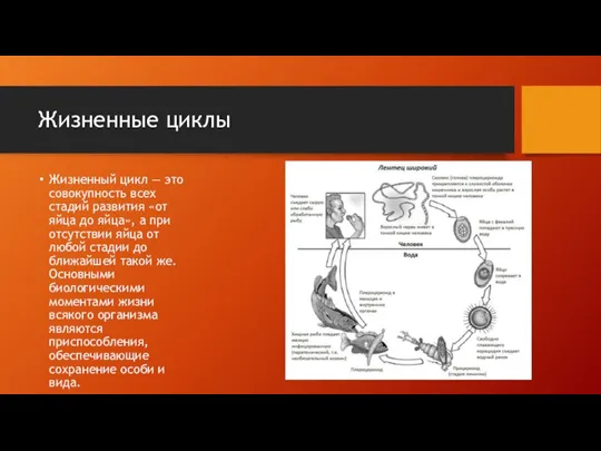 Жизненные циклы Жизненный цикл — это совокупность всех стадий развития «от