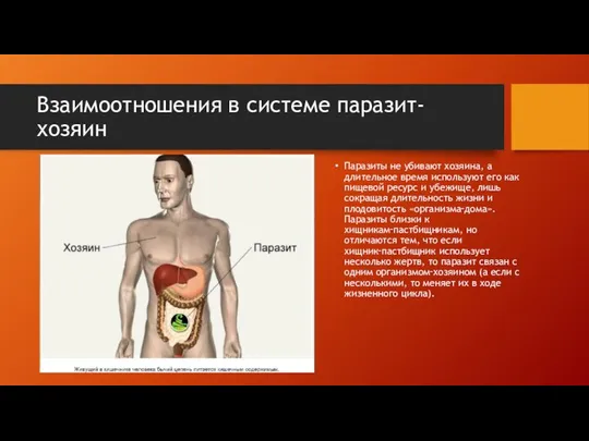 Взаимоотношения в системе паразит-хозяин Паразиты не убивают хозяина, а длительное время