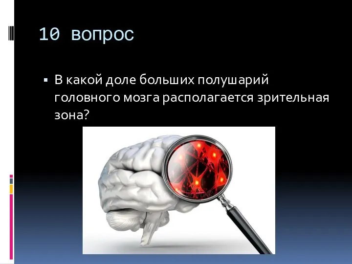 10 вопрос В какой доле больших полушарий головного мозга располагается зрительная зона?