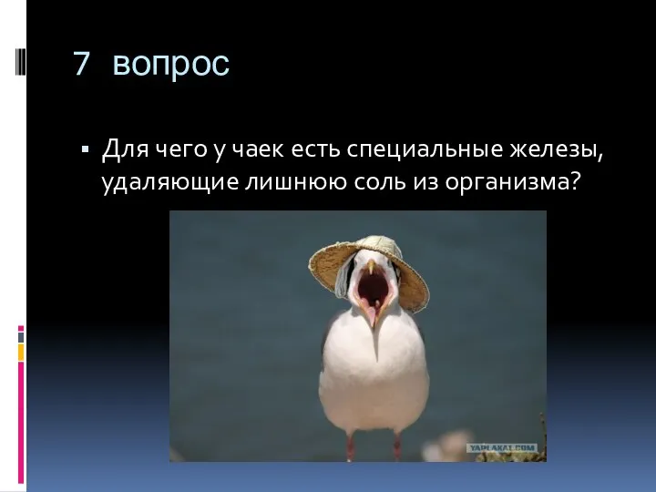 7 вопрос Для чего у чаек есть специальные железы, удаляющие лишнюю соль из организма?