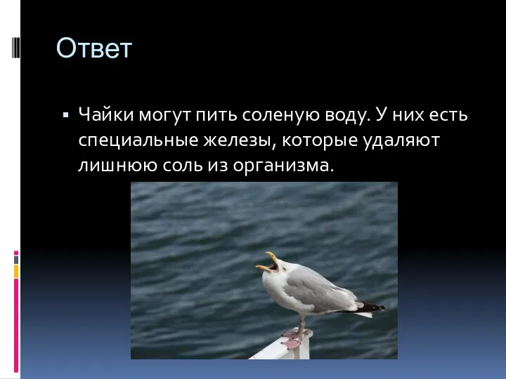 Ответ Чайки могут пить соленую воду. У них есть специальные железы,