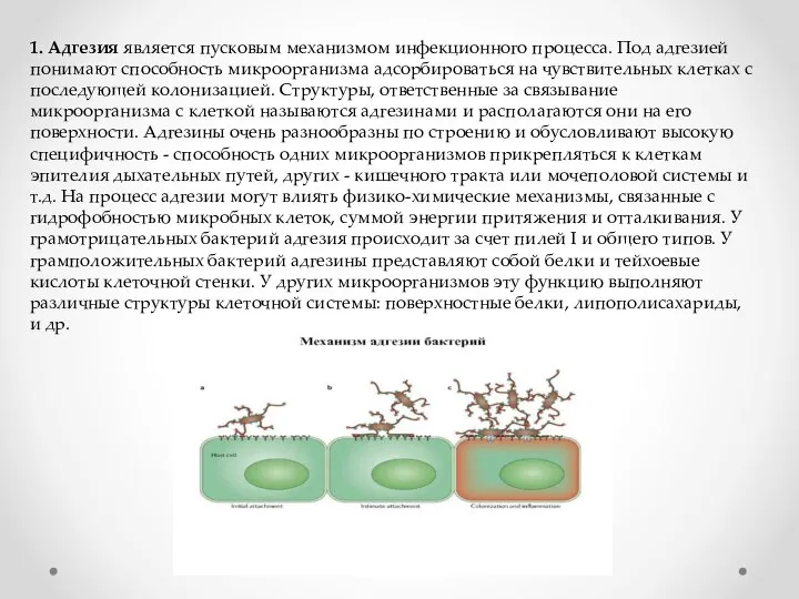 1. Адгезия является пусковым механизмом инфекционного процесса. Под адгезией понимают способность