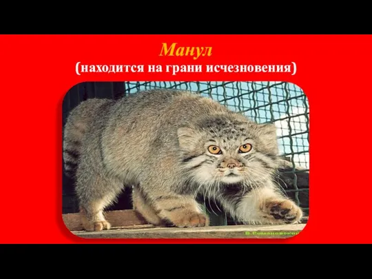 Манул (находится на грани исчезновения)