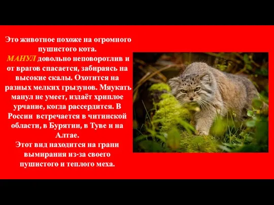 Это животное похоже на огромного пушистого кота. МАНУЛ довольно неповоротлив и