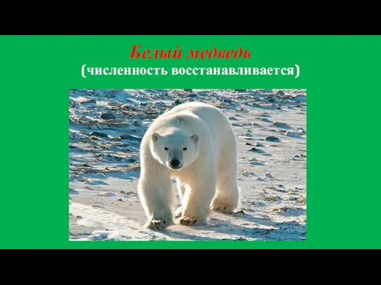 Белый медведь (численность восстанавливается)