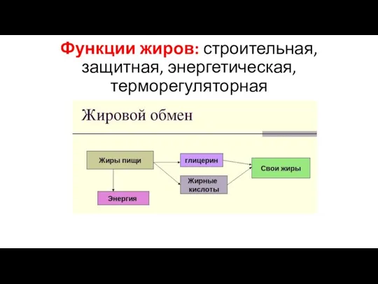 Функции жиров: строительная, защитная, энергетическая, терморегуляторная