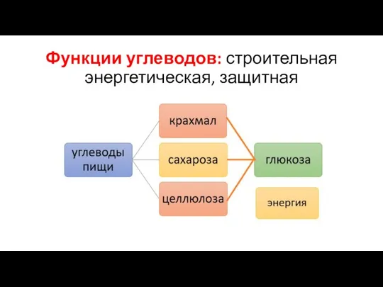 Функции углеводов: строительная энергетическая, защитная